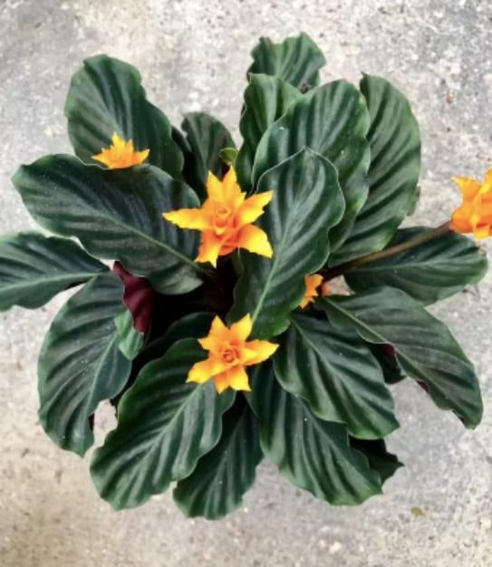 Calathea Crocata TC | Grower's Choice, Macau Collection