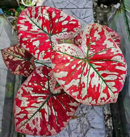 Caladium Scarlet Mary TC | Grower's Choice, Macau Collection