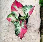 Caladium S13 TC | Grower's Choice, Macau Collection