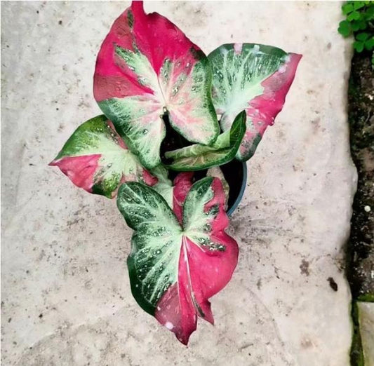 Caladium S13 TC | Grower's Choice, Macau Collection