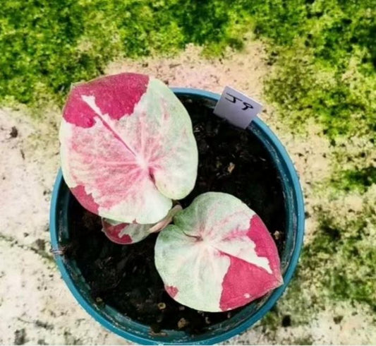 Caladium J9 TC | Grower's Choice, Macau Collection