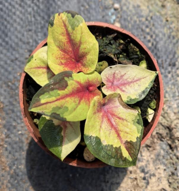 Caladium sky sunrest TC | Grower's Choice, Macau Collection