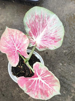 caladium mulan TC | Grower's Choice, Macau Collection