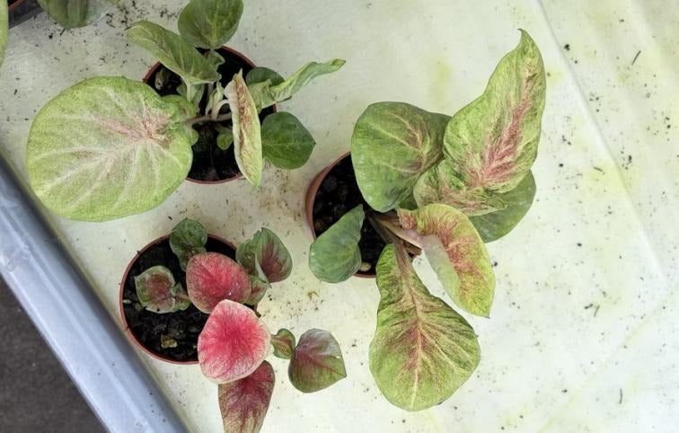 caladium water peach TC | Grower's Choice, Macau Collection