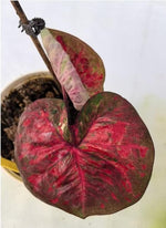 Caladium Pattaya TC | Grower's Choice, Macau Collection