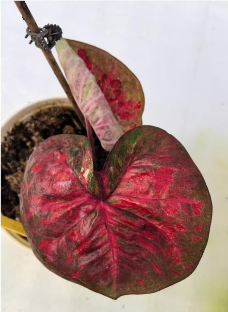 Caladium Pattaya TC | Grower's Choice, Macau Collection