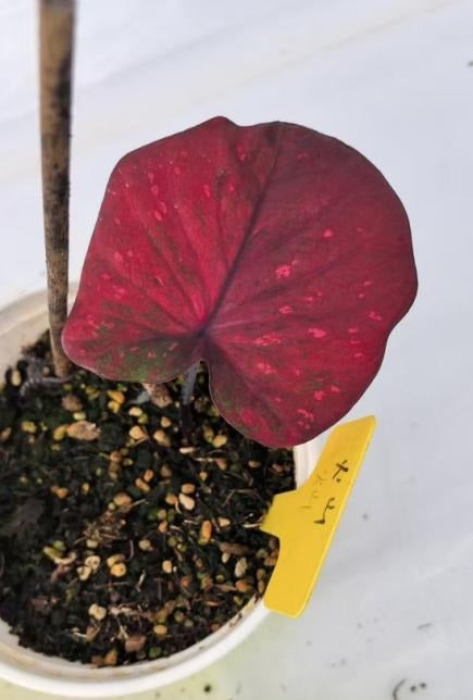 Caladium volcano TC | Grower's Choice, Macau Collection