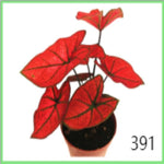 Caladium Valentina TC | Grower's Choice, Macau Collection