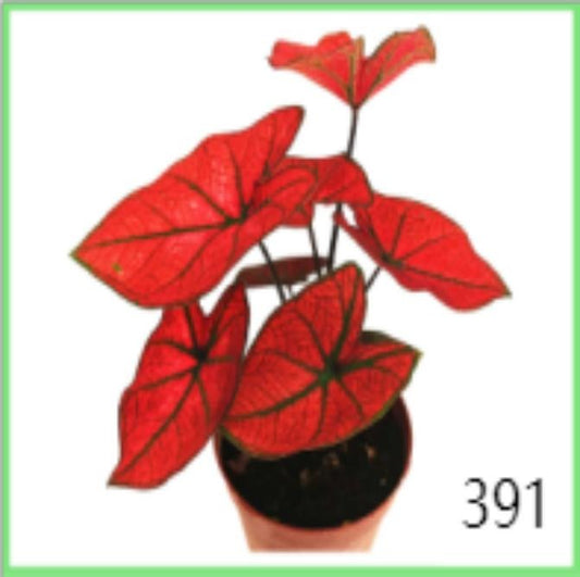 Caladium Valentina TC | Grower's Choice, Macau Collection