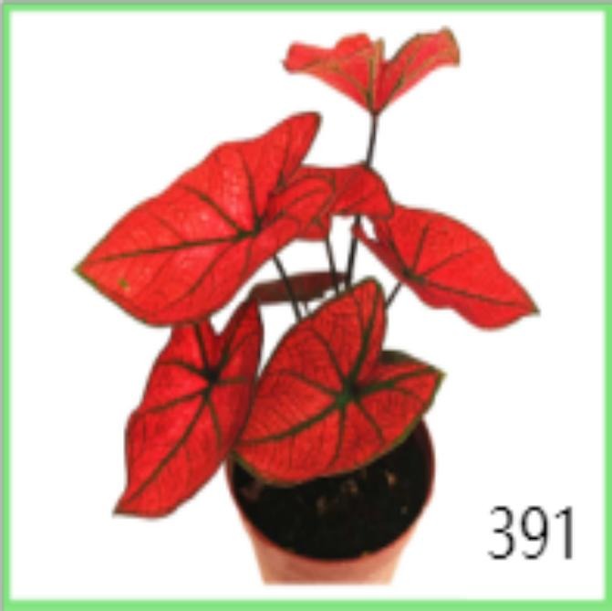 Caladium Valentina TC | Grower's Choice, Macau Collection