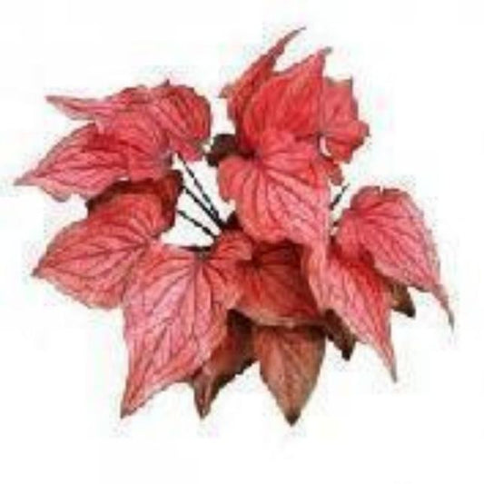 Caladium Lucia TC | Grower's Choice, Macau Collection