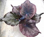Caladium Ebony TC | Grower's Choice, Macau Collection