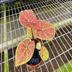 Caladium Elaine TC | Grower's Choice, Macau Collection