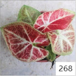 Caladium Sunsh TC | Grower's Choice, Macau Collection