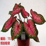 Caladium Hilo Beauty TC | Grower's Choice, Macau Collection