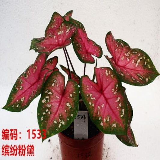 Caladium Hilo Beauty TC | Grower's Choice, Macau Collection