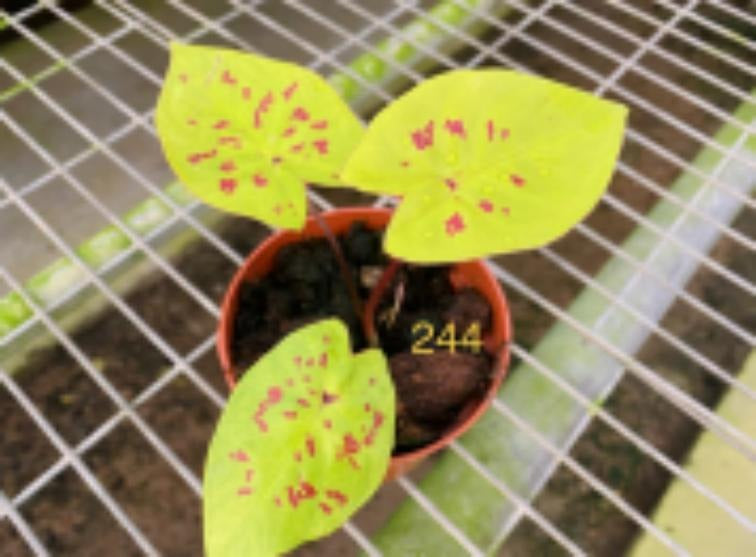 Caladium Sadie TC | Grower's Choice, Macau Collection