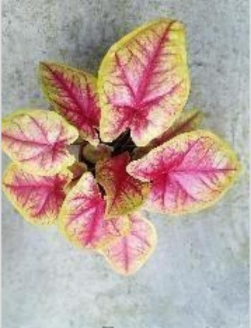 Caladium Xunzhang TC | Grower's Choice, Macau Collection