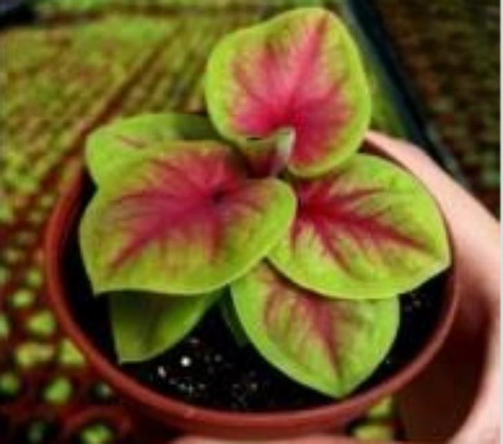 Caladium Selma TC | Grower's Choice, Macau Collection