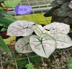 Caladium Ruxue TC | Grower's Choice, Macau Collection