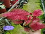 Caladium queen of hearts TC | Grower's Choice, Macau Collection