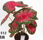 Caladium Alexa TC | Grower's Choice, Macau Collection