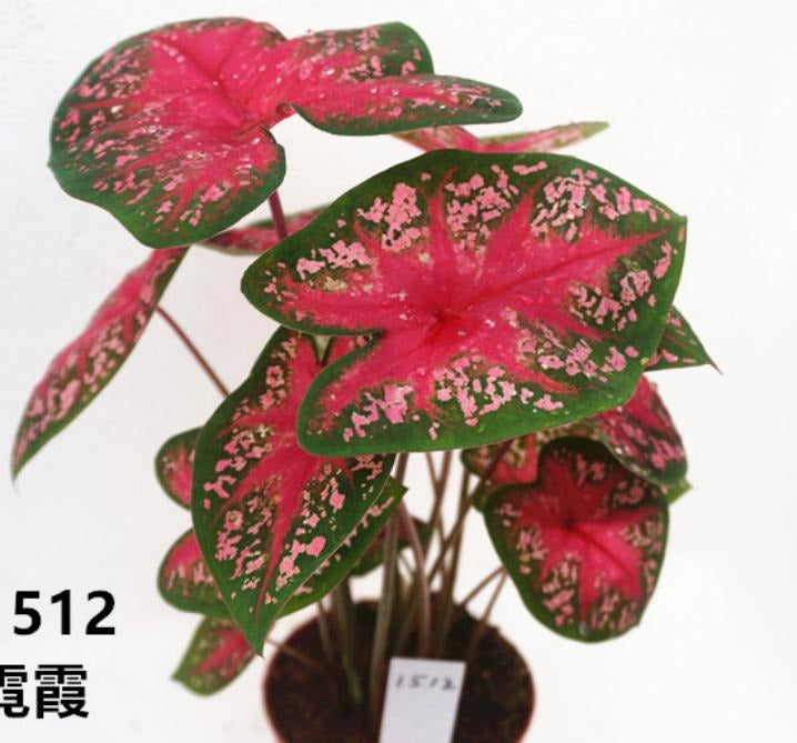 Caladium Alexa TC | Grower's Choice, Macau Collection