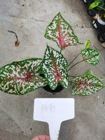 Caladium pastel TC | Grower's Choice, Macau Collection