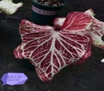 Caladium Snowbeef TC | Grower's Choice, Macau Collection