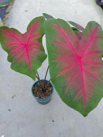 Caladium desert sunset TC | Grower's Choice, Macau Collection
