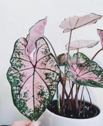 Caladium ' Pink splash ' TC | Grower's Choice, Macau Collection