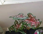 Caladium Carolyn Whorton TC | Grower's Choice, Macau Collection