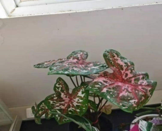 Caladium Carolyn Whorton TC | Grower's Choice, Macau Collection