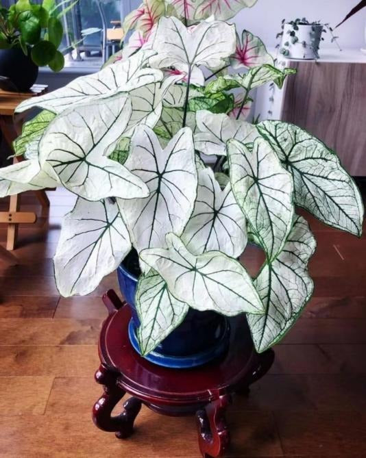 Caladium white lover TC | Grower's Choice, Macau Collection
