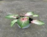 Caladium beauty TC | Grower's Choice, Macau Collection
