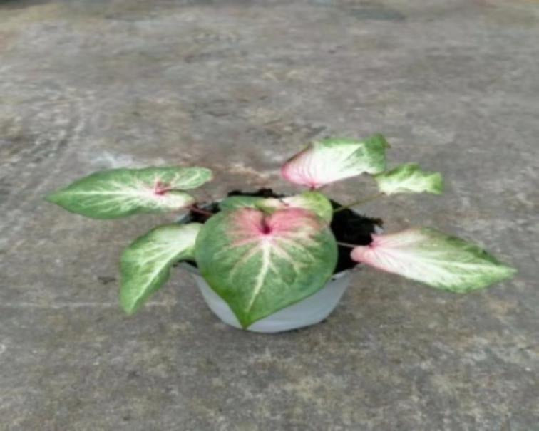 Caladium beauty TC | Grower's Choice, Macau Collection