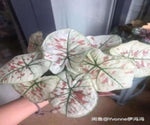 Caladium heart TC | Grower's Choice, Macau Collection