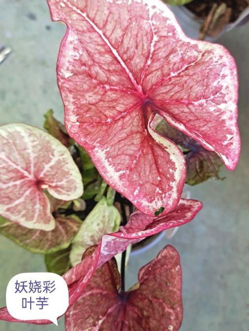 Caladium Yaoyan TC | Grower's Choice, Macau Collection