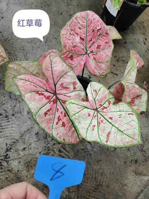 Caladium bright strawberries TC | Grower's Choice, Macau Collection