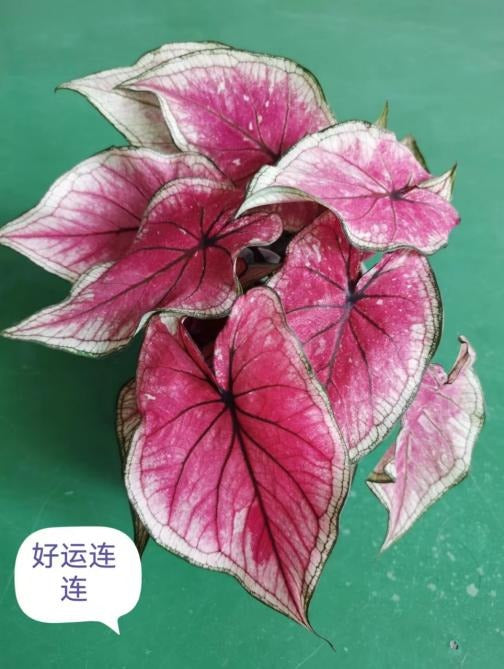 Caladium luky TC | Grower's Choice, Macau Collection