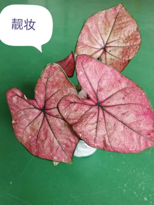 Caladium makeup TC | Grower's Choice, Macau Collection
