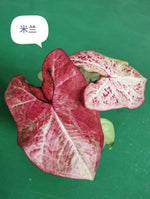 Caladium Milano TC | Grower's Choice, Macau Collection
