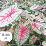 Caladium summer wind TC | Grower's Choice, Macau Collection