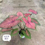 Caladium flaming red TC | Grower's Choice, Macau Collection