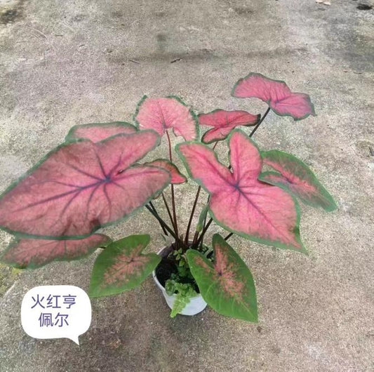 Caladium flaming red TC | Grower's Choice, Macau Collection