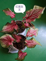 Caladium red lips TC | Grower's Choice, Macau Collection