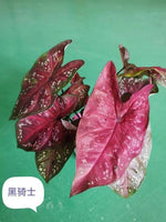 Caladium Black Knight TC | Grower's Choice, Macau Collection