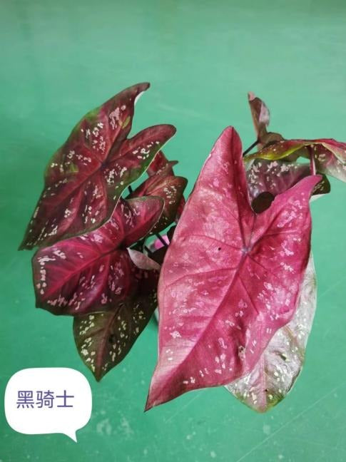 Caladium Black Knight TC | Grower's Choice, Macau Collection