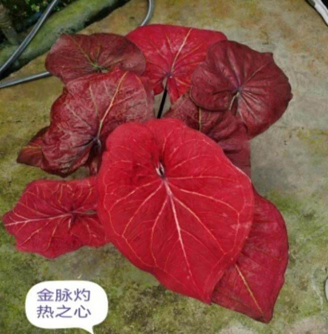 Caladium Heart of gold veins TC | Grower's Choice, Macau Collection