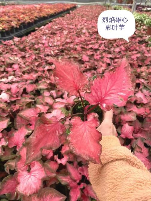 Caladium Ambition TC | Grower's Choice, Macau Collection